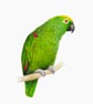 Fine Art Giclée Print Yellow Crowned Amazon Parrot Bird