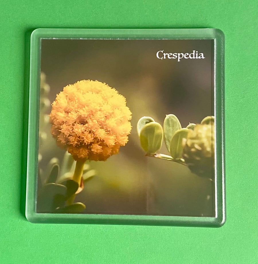 Crespedia Wooly Heads Flower - Coaster - Drinks Mat