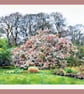 Stunning Magnolia Walled Garden West Acre Gardens Norfolk Greeting Card A5