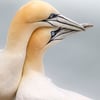 Gannets in Love - Photography Print (unframed, unmounted)