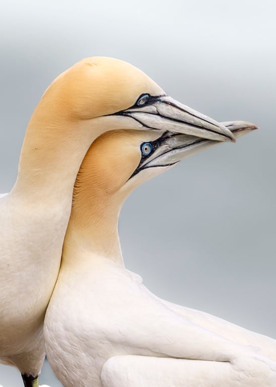 Gannets in Love - Photography Print (unframed, unmounted)