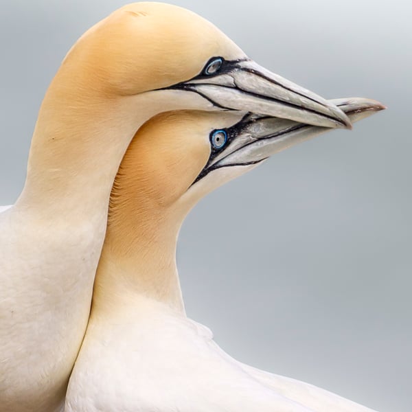 Gannets in Love - Photography Print (unframed, unmounted)