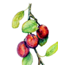 Plum Botanical Fruit Original Watercolour Painting - Image 5