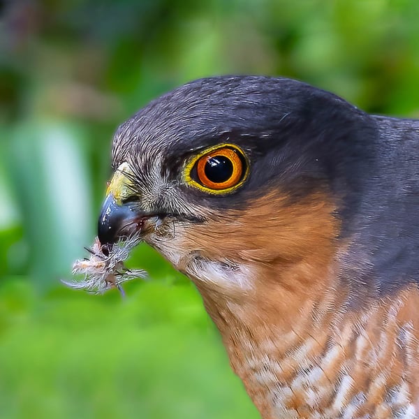 Sparrow Hawk Limited Edition, Hand-Signed Mounted Photo