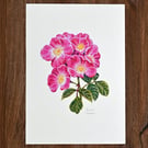 Rose A5 Signed Print