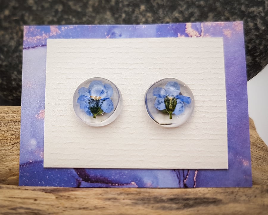 Natural dried Forget-Me-Not flowers round domed resin stud earrings