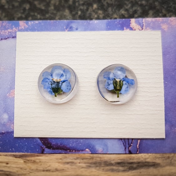 Natural dried Forget-Me-Not flowers round domed resin stud earrings
