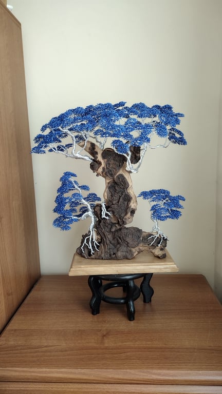 Large multi stemmed blue bonsai trees clasping a large piece of rosewood 