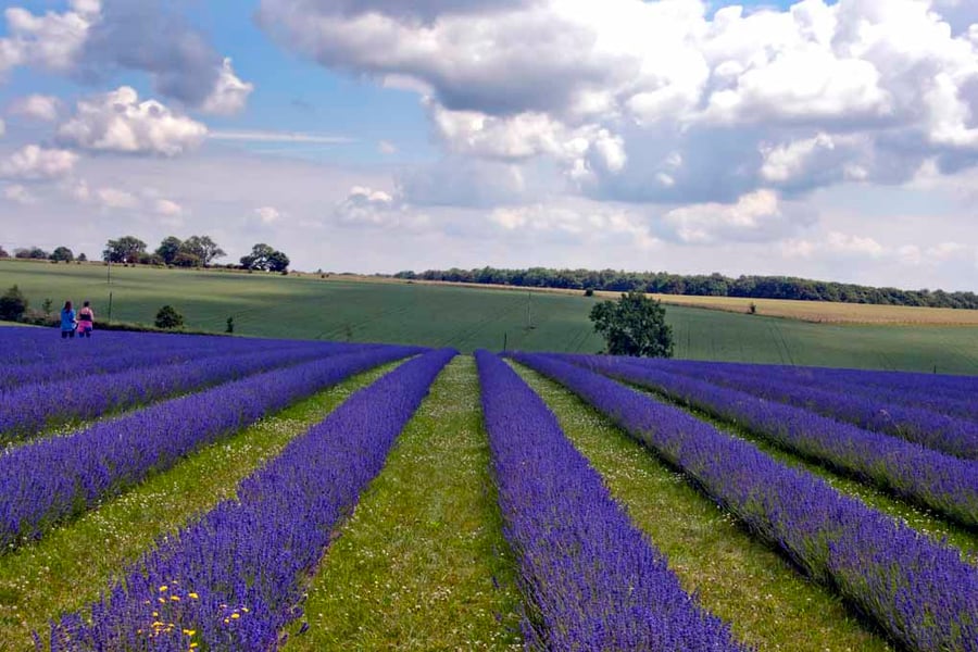 Lavender Field Summer Flowers Cotswolds England Photograph Print