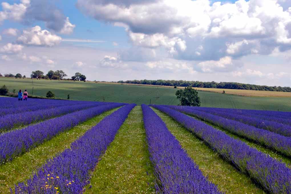 Lavender Field Summer Flowers Cotswolds England Photograph Print