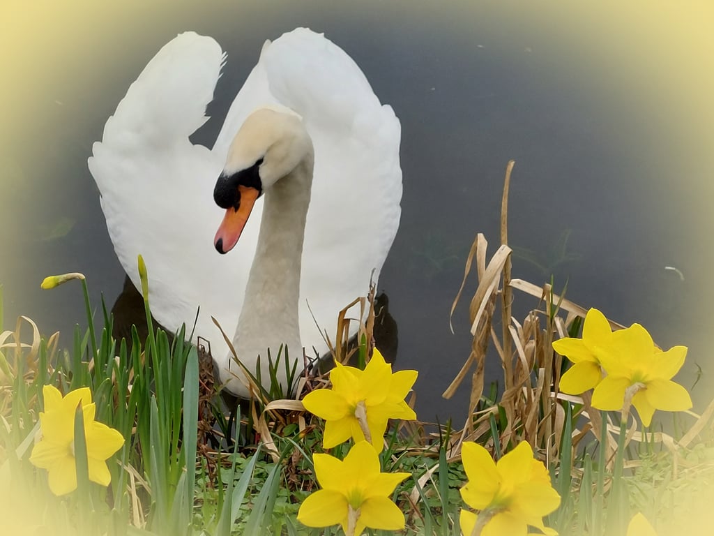 A5 Greeting Card Male Swan & Daffodils Well Creek March Norfolk