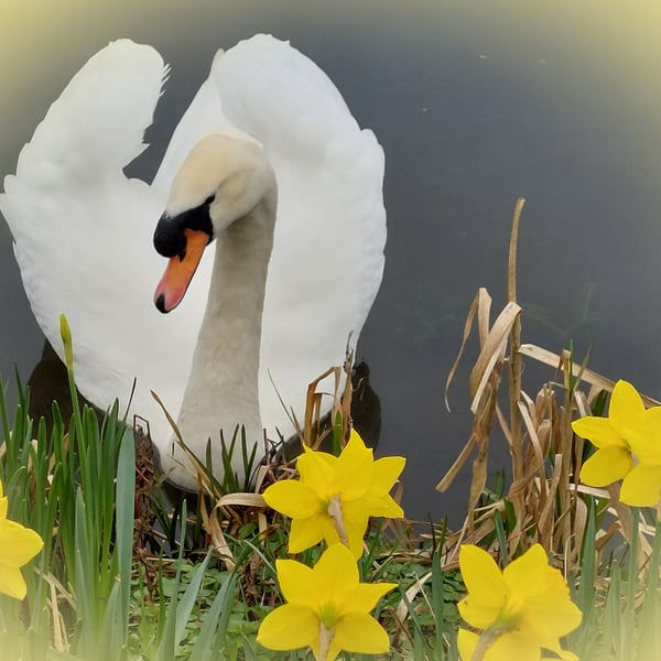 A5 Greeting Card Male Swan & Daffodils Well Creek March Norfolk