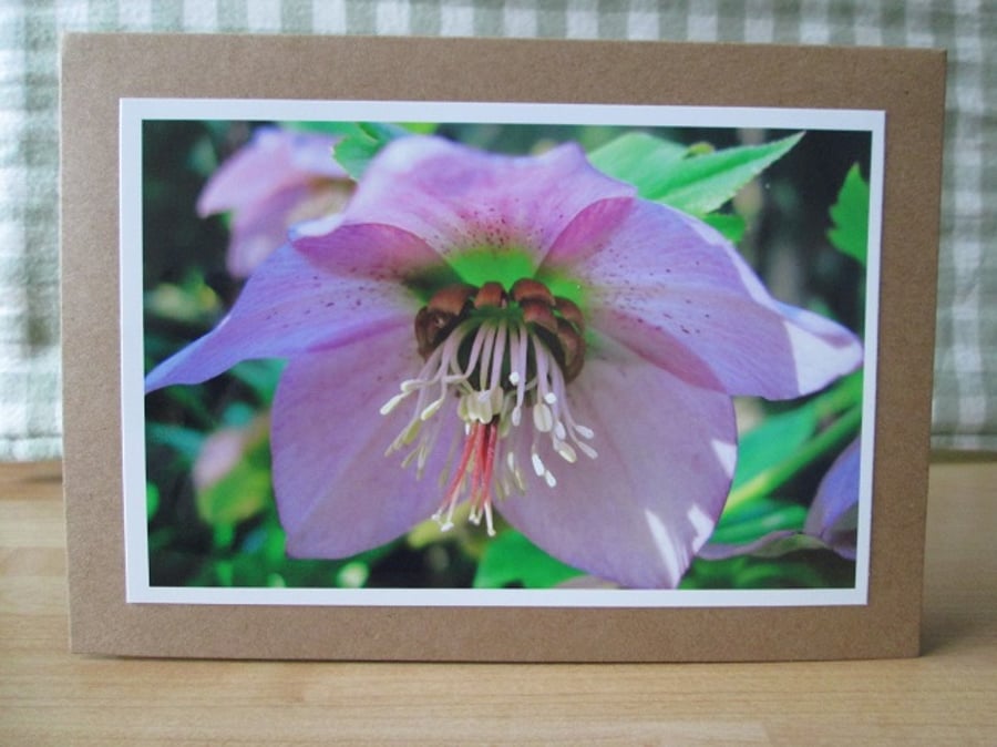 SOLD - Pink Hellebore Greetings Card Christmas Rose