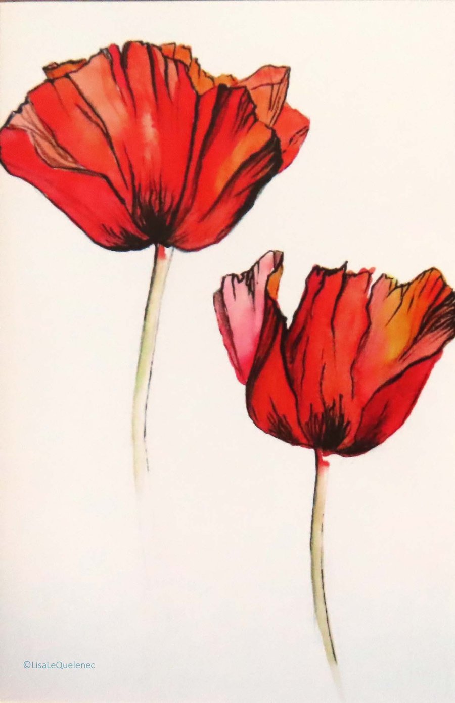 Red poppies reproduction blank greeting card plastic free 