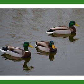 Ducks Painted Greeting Card A5