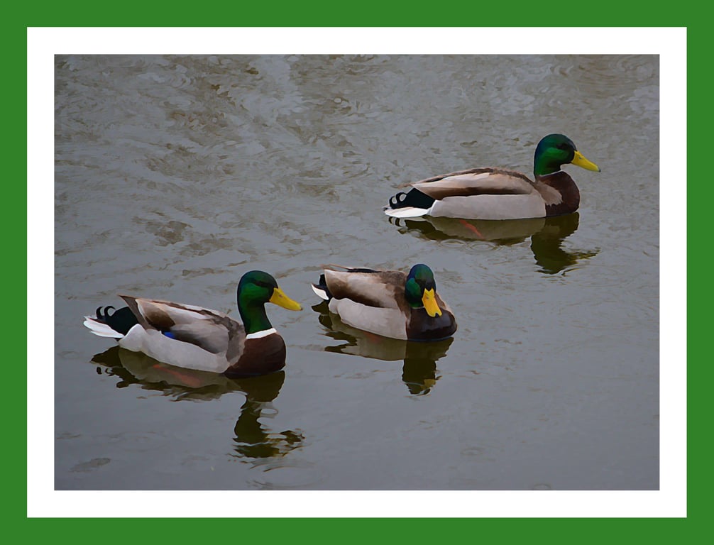 Ducks Painted Greeting Card A5