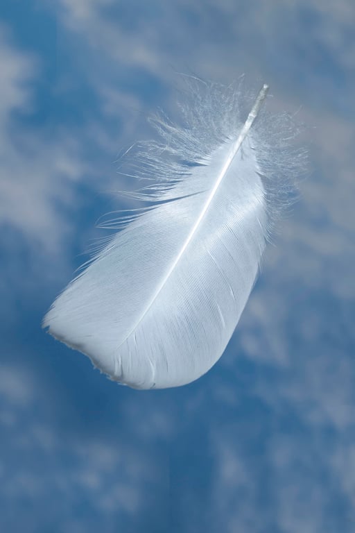 A single falling feather print
