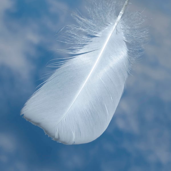 A single falling feather print