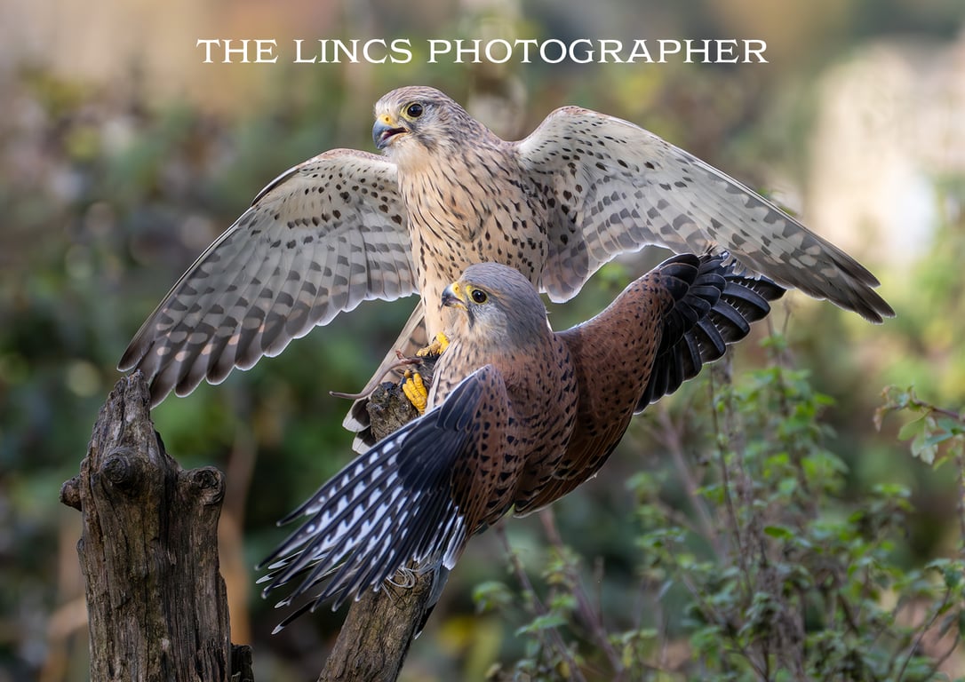 Pair of Kestrels print (Limited edition of 10)