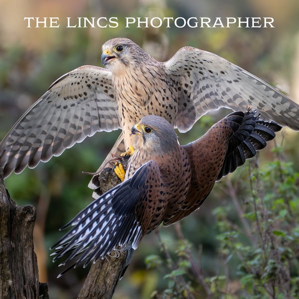 Pair of Kestrels print (Limited edition of 10)