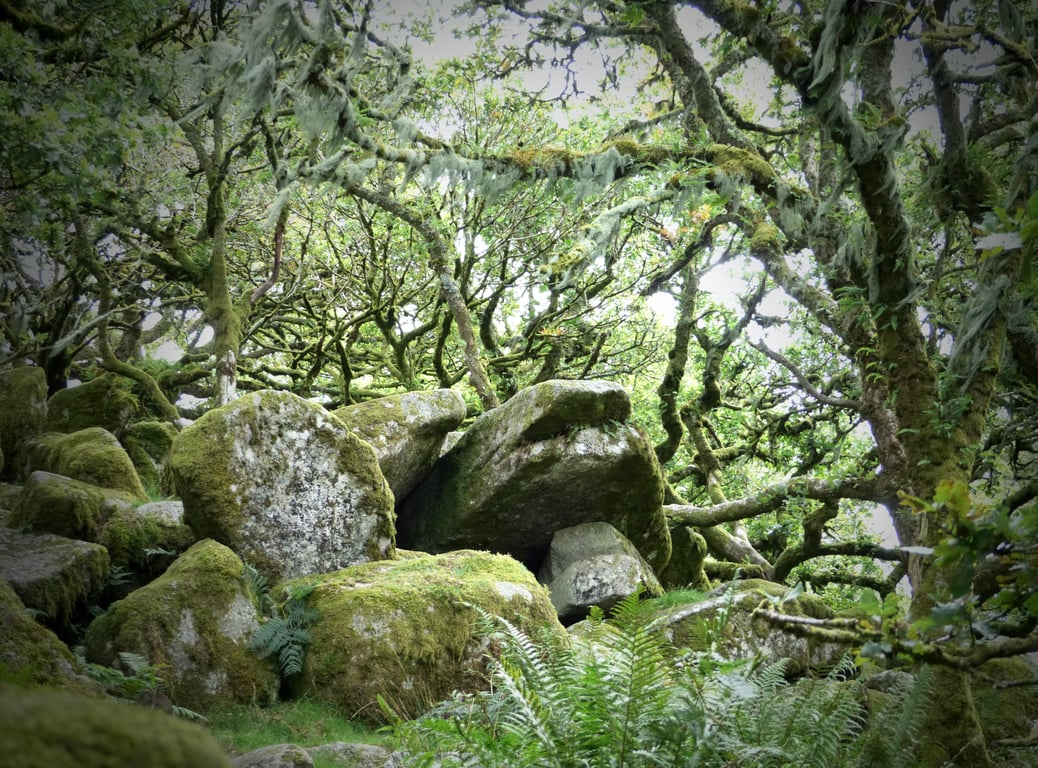 Wistmans Wood, Dartmoor