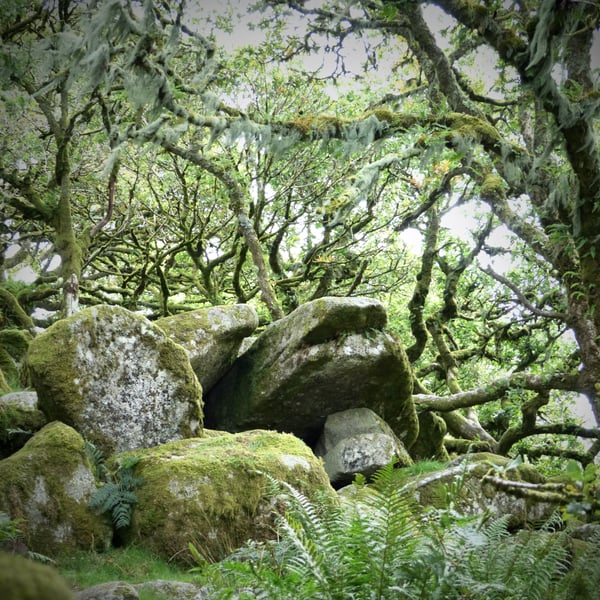 Wistmans Wood, Dartmoor