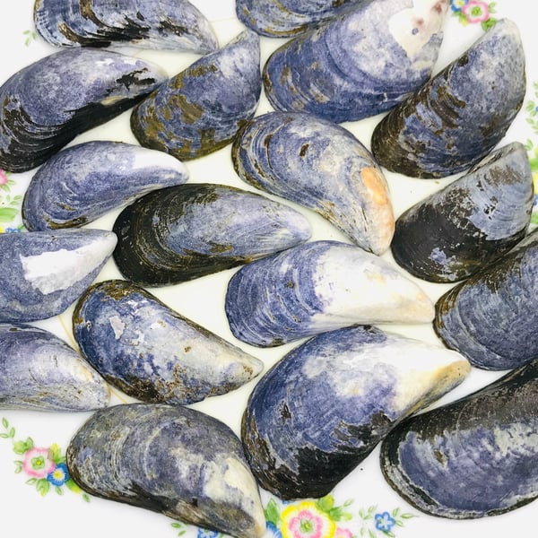 Natural Cornish Blue Mussel Shells - handpicked - Medium x 25