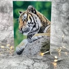 Tiger Blank Greetings Card Printed from Original Art