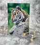 Tiger Blank Greetings Card Printed from Original Art - Image 1
