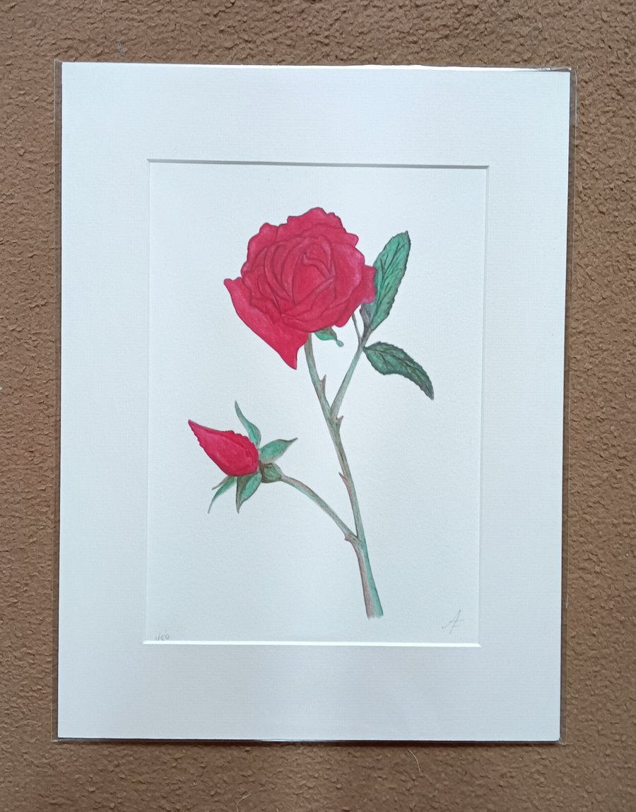 Red rose with rosebud botanical art limited edition giclee print