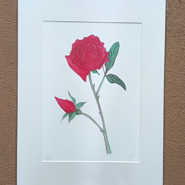 Red rose with rosebud botanical art limited edition giclee print