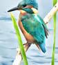 Print of Original Water Colour A4 Kingfisher On The Fens  - Image 1