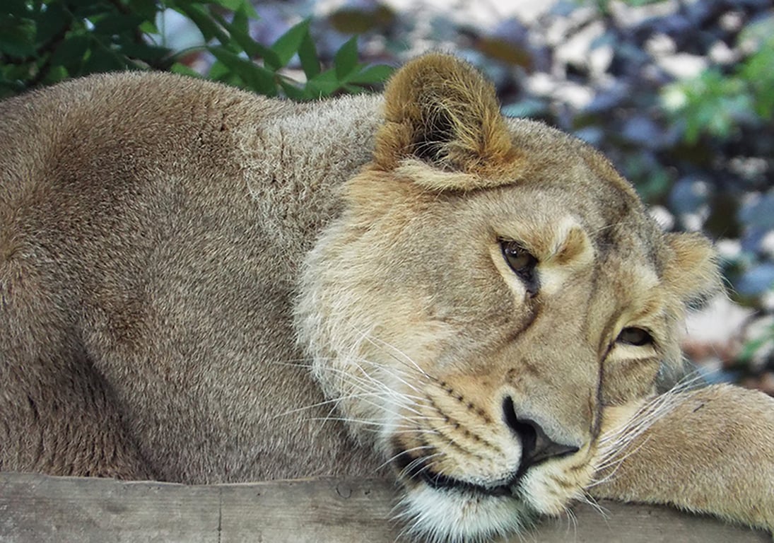 Asiatic Lioness Original, Hand-Signed Mounted Photograph
