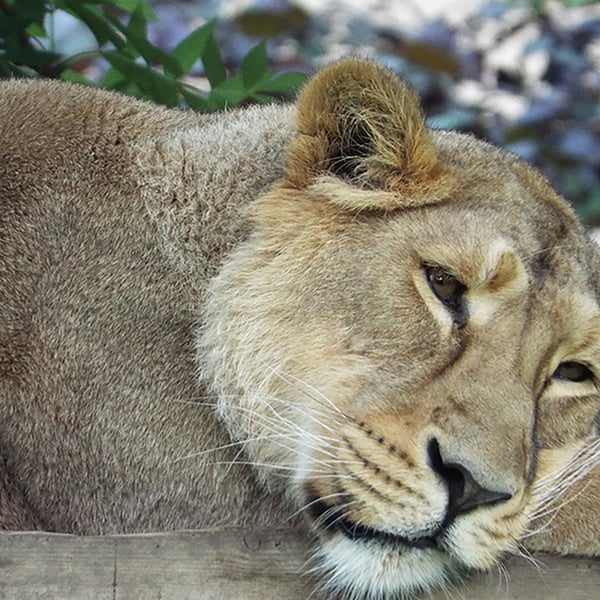 Asiatic Lioness Original, Hand-Signed Mounted Photograph