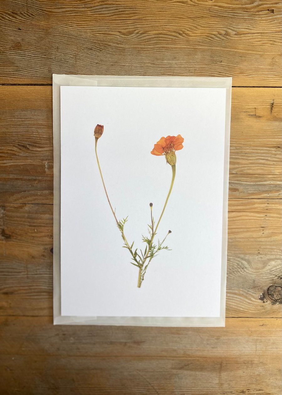 Marigold flower art print