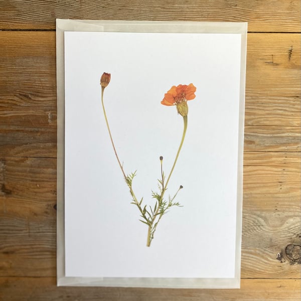 Marigold flower art print