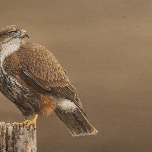 Buzzard Oil Painting, Framed Original Artwork, Realistic Art, Birds of Prey