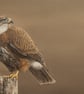 Buzzard Oil Painting, Framed Original Artwork, Realistic Art, Birds of Prey