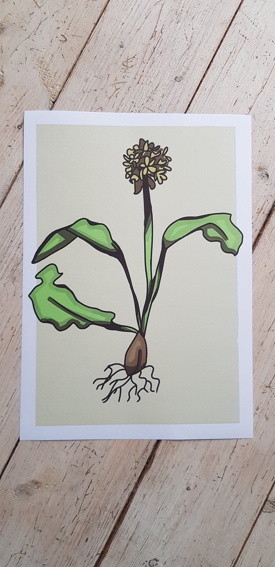 Wild garlic - A4 digital print with border
