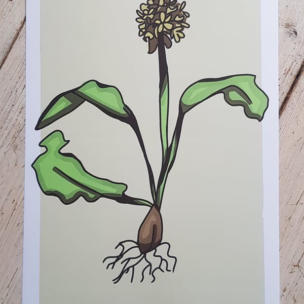 Wild garlic - A4 digital print with border