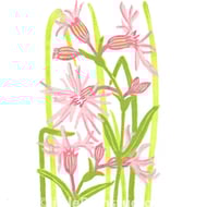 Ragged Robin Wild Flower - Limited edition Linocut Print