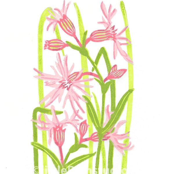 Ragged Robin Wild Flower - Limited edition Linocut Print