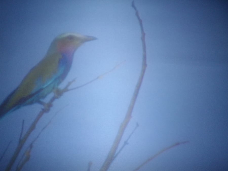 Singing of Summer , A4 unframed, mounted, free hook & easel, free shipping, 2462