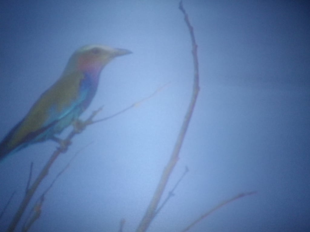 Singing of Summer , A4 unframed, mounted, free hook & easel, free shipping, 2462