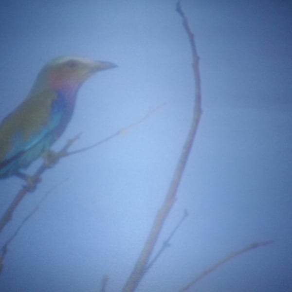 Singing of Summer , A4 unframed, mounted, free hook & easel, free shipping, 2462