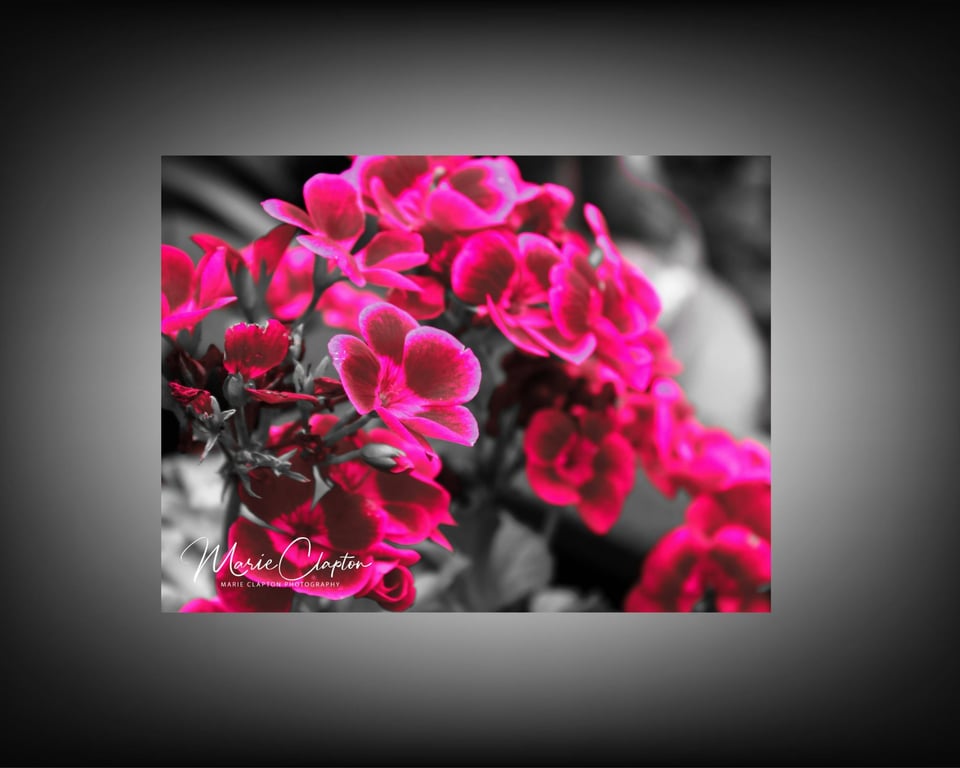12x8 Inch Photo Print of Pink Flowers