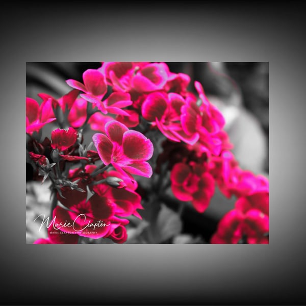 12x8 Inch Photo Print of Pink Flowers