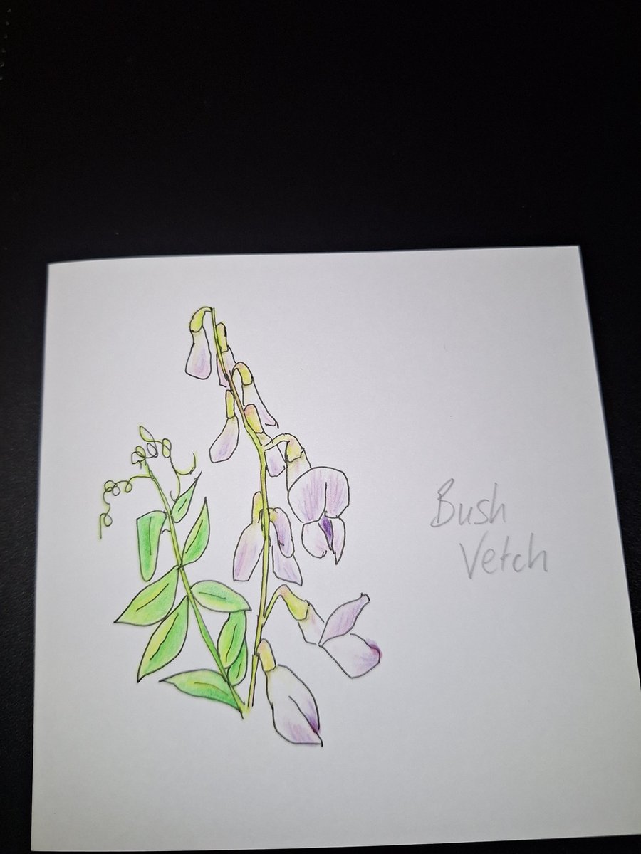 Original Handpainted Greetings Card- Bush Vetch