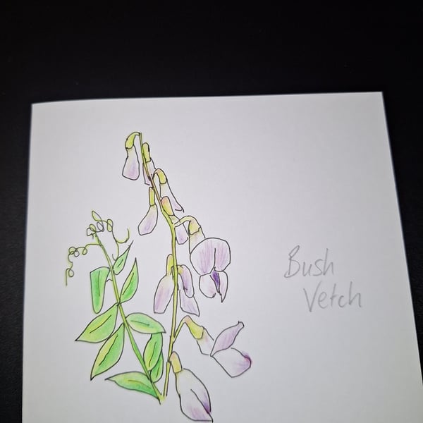 Original Handpainted Greetings Card- Bush Vetch