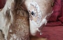 Creatures, Anthropomorphic animals